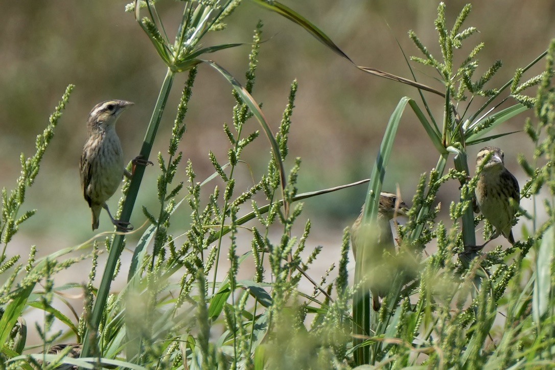 Yellow-crowned Bishop - Paul Klerks