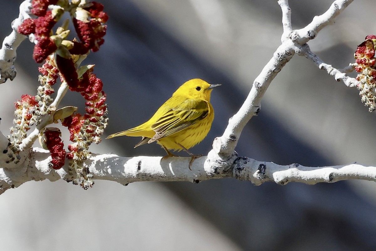 Yellow Warbler (Northern) - ML569996631