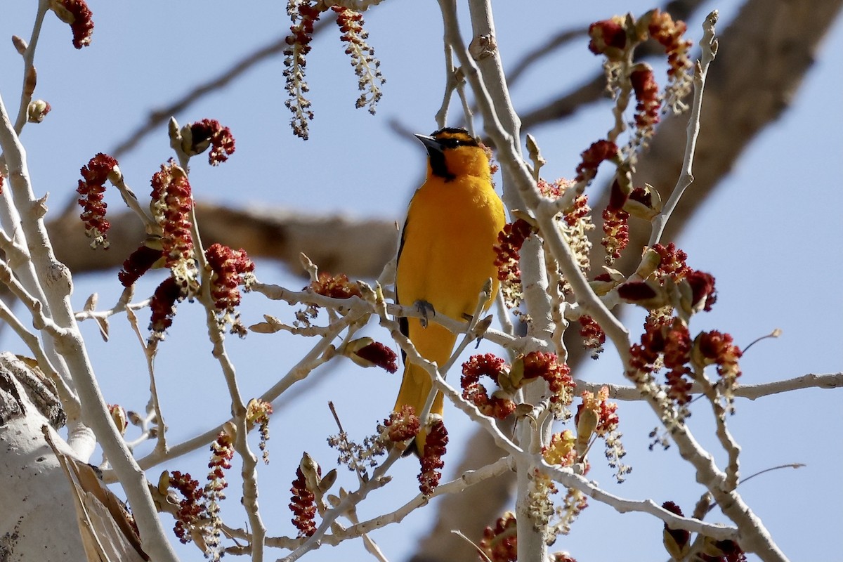 Bullock's Oriole - ML569996751