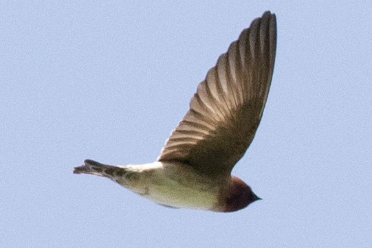 Cliff Swallow (pyrrhonota Group) - ML569998151