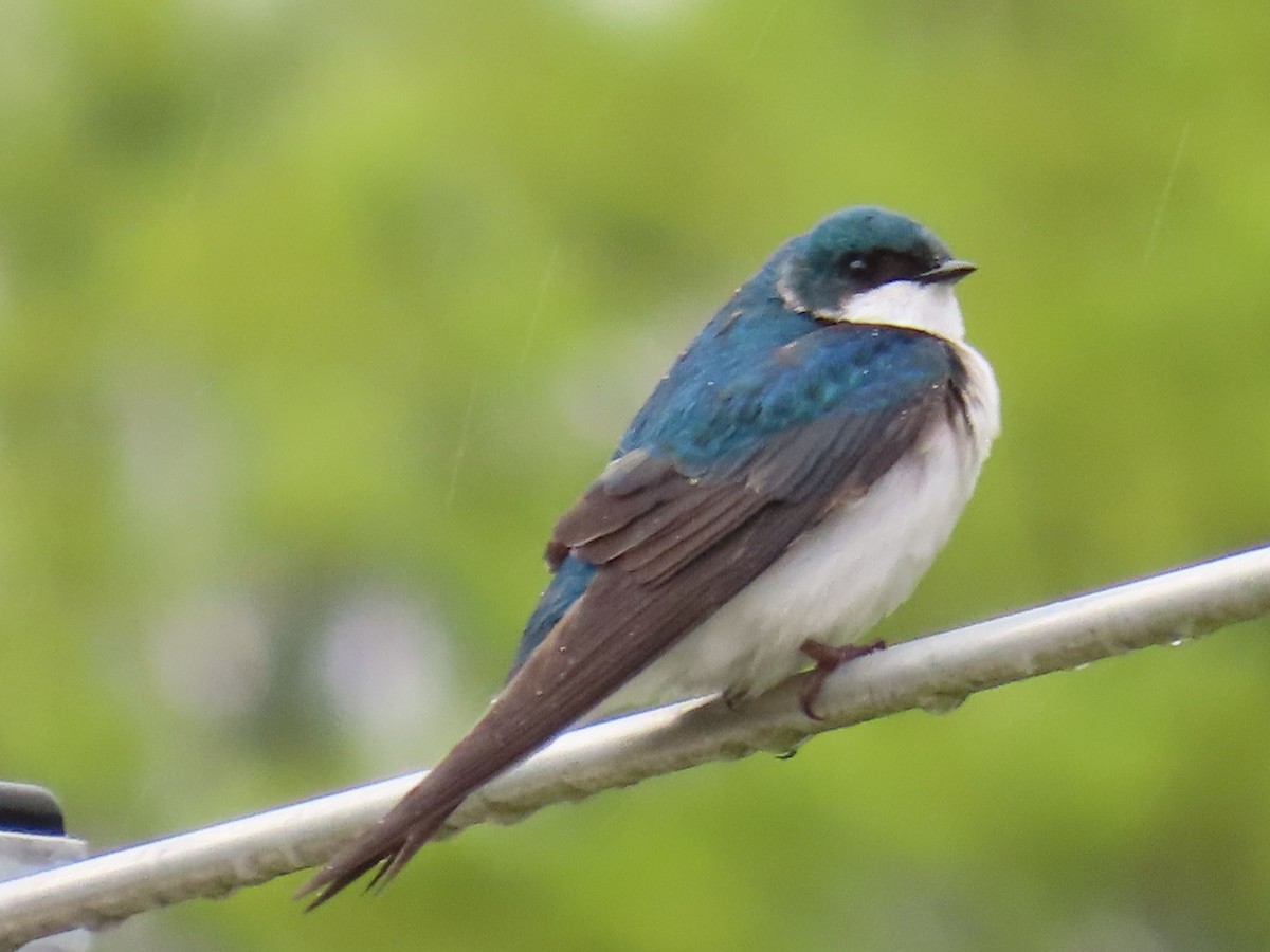 Tree Swallow - ML569998281