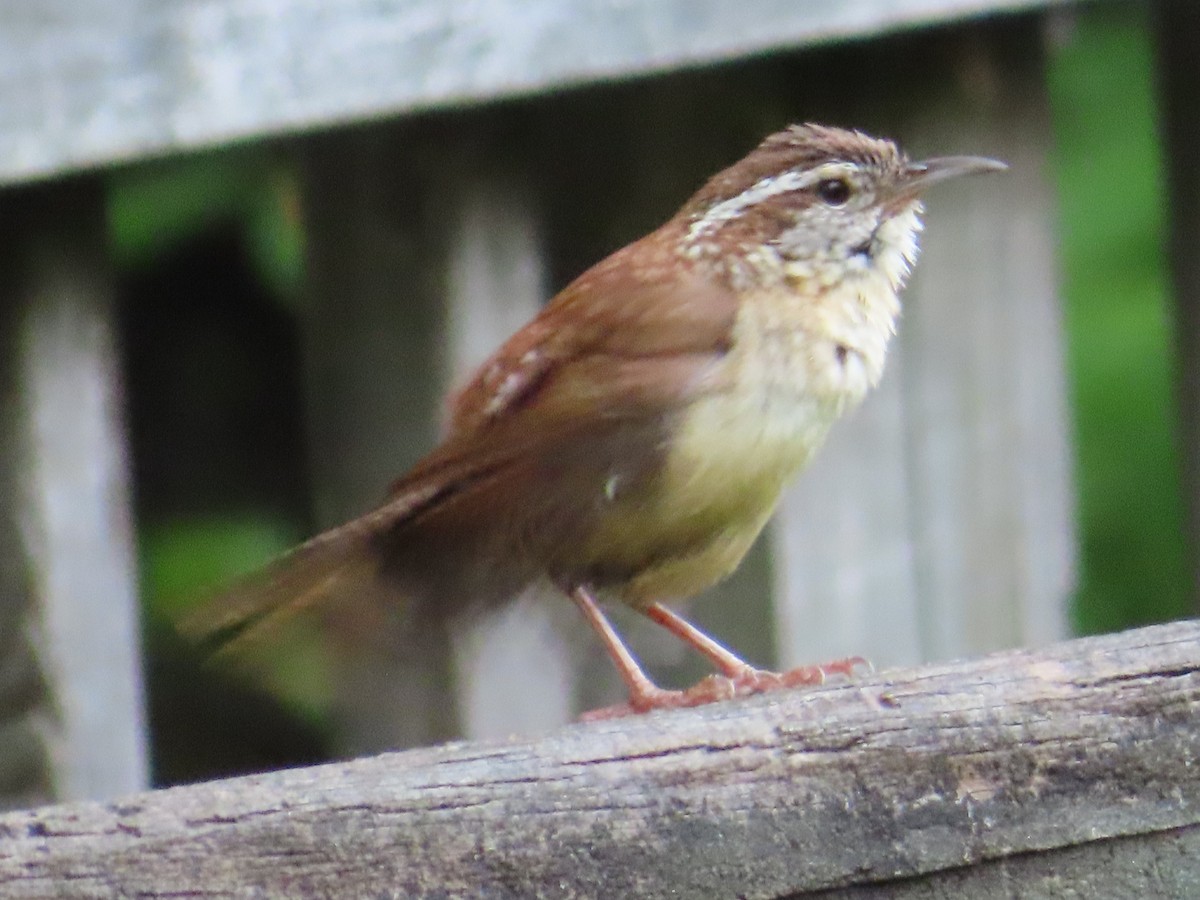 Carolina Wren - Matt Griffiths