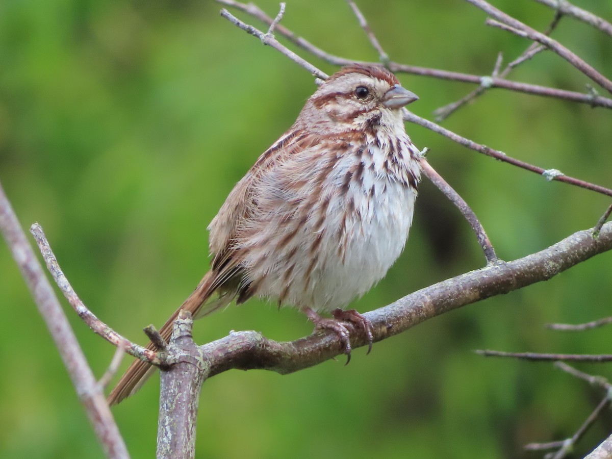 Song Sparrow - ML569998421