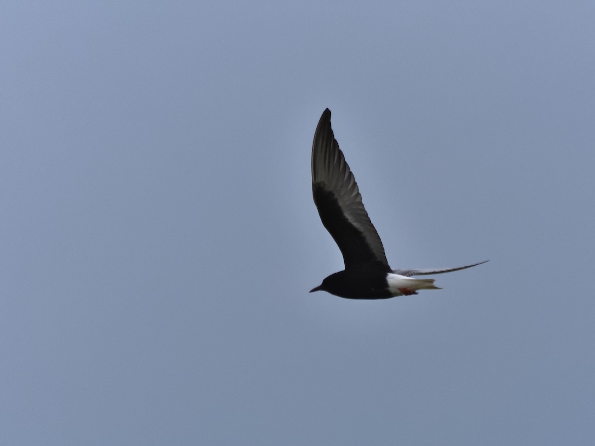 White-winged Tern - ML570000921