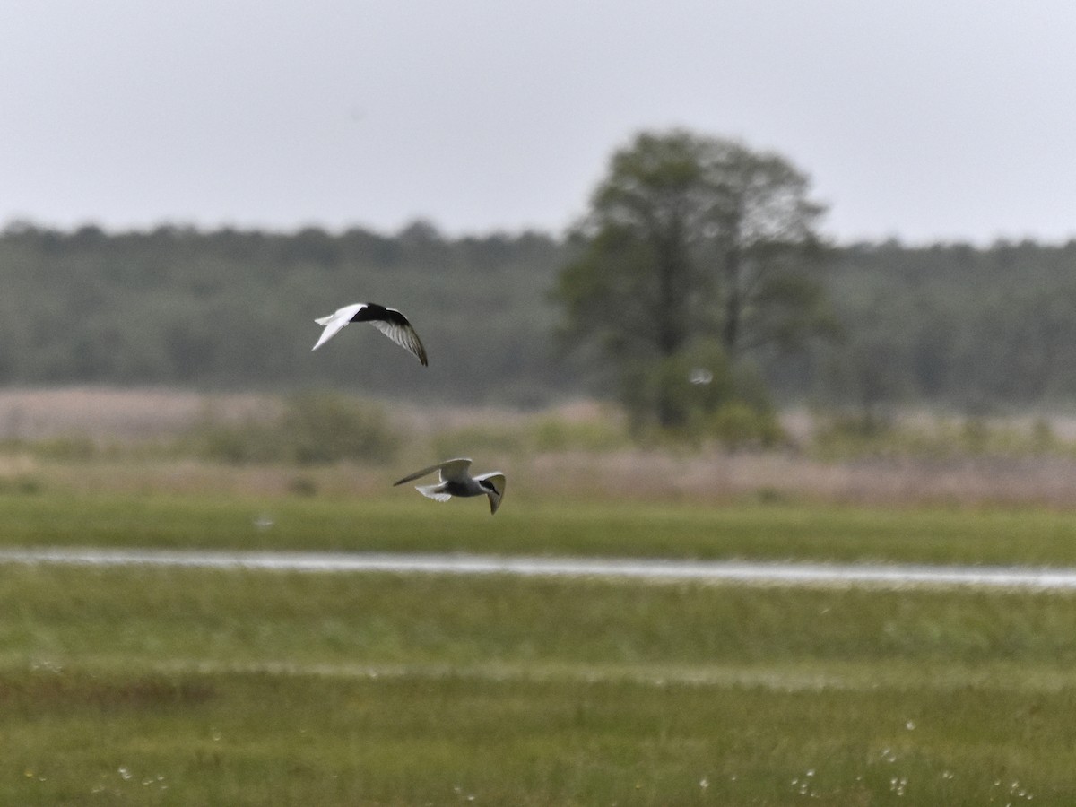 White-winged Tern - ML570000931