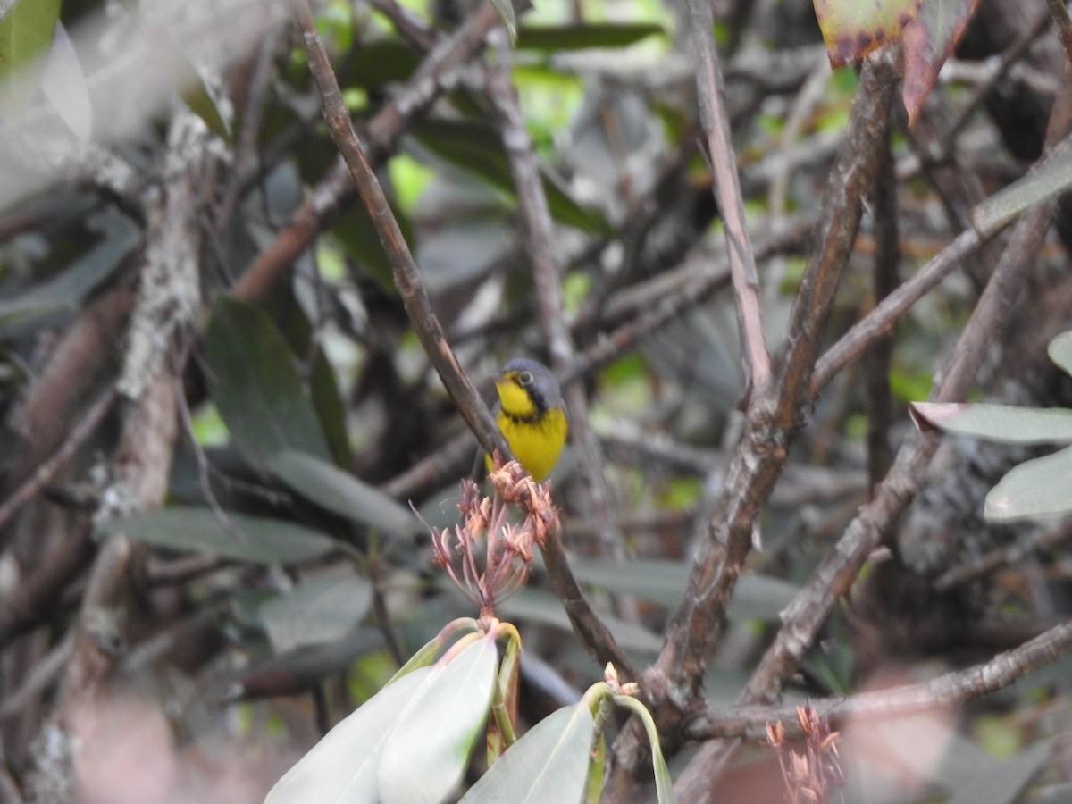 Canada Warbler - ML570001611