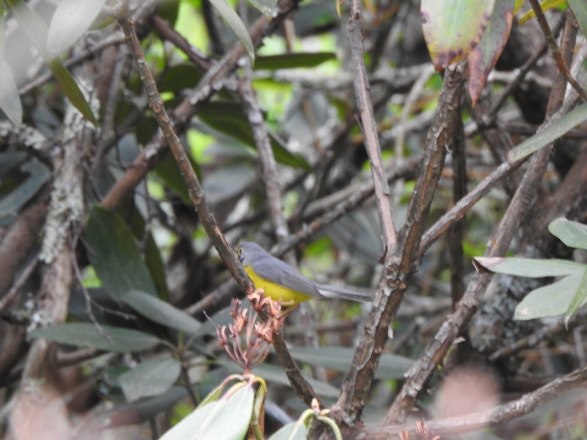 Canada Warbler - ML570001621