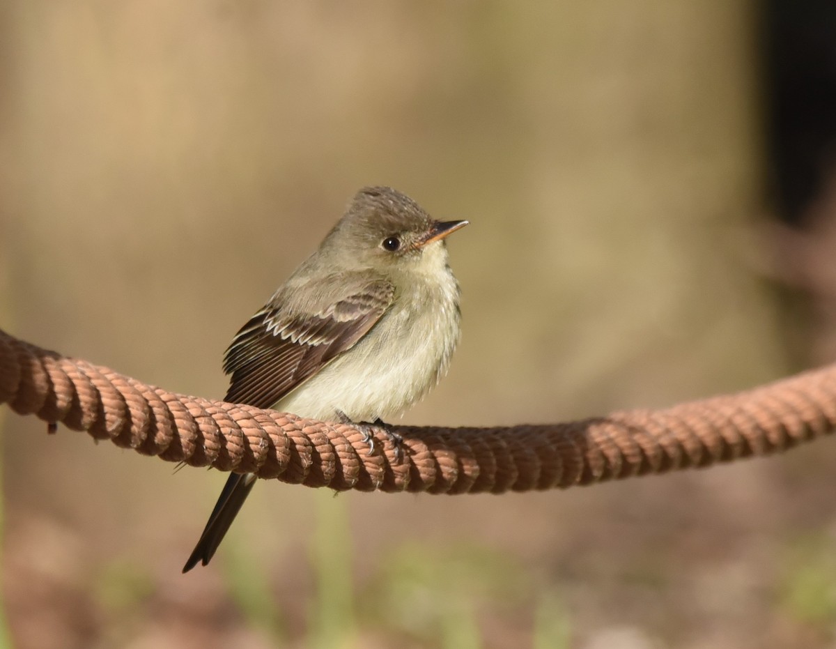 Willow Flycatcher - ML570001751