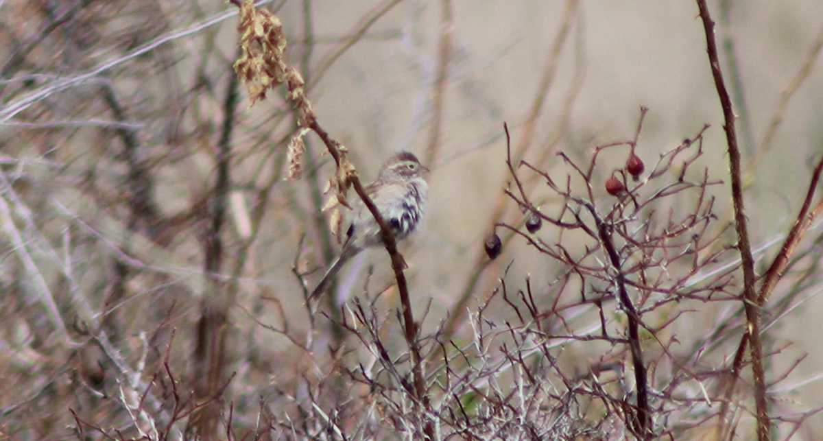 Brewer's Sparrow - ML570002531