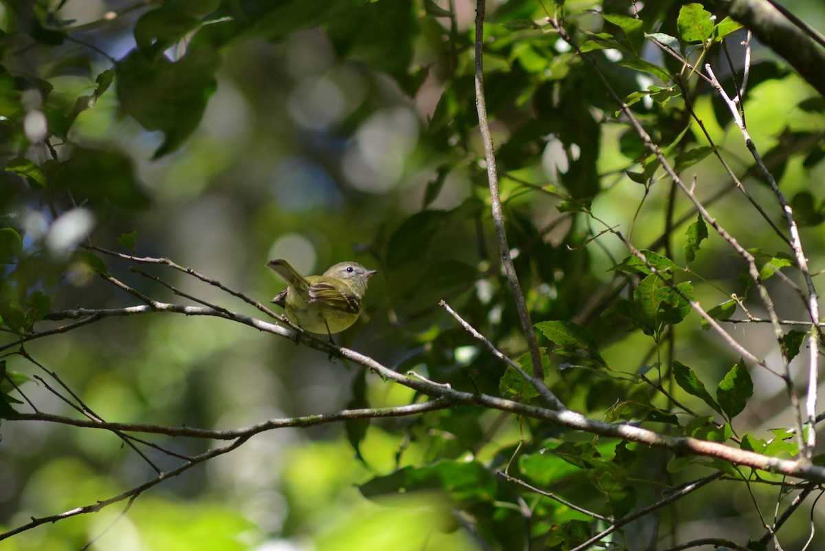 Mottle-cheeked Tyrannulet - ML570002641