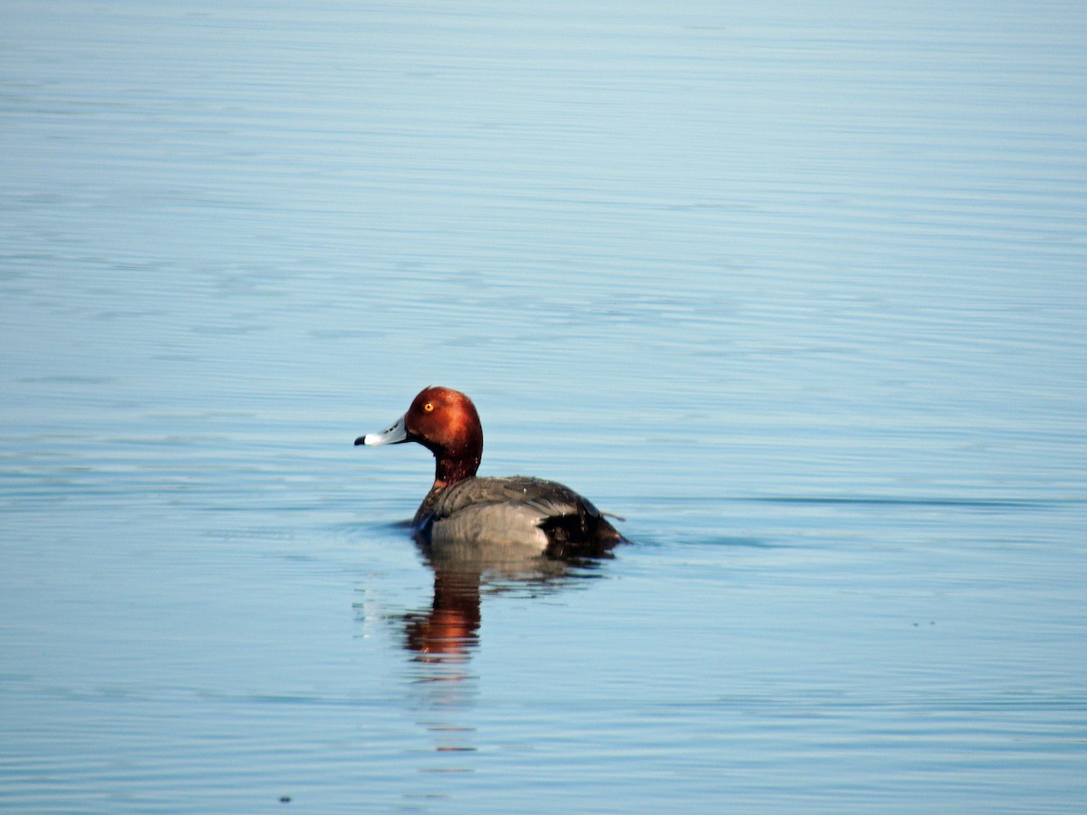 Redhead - ML570005131