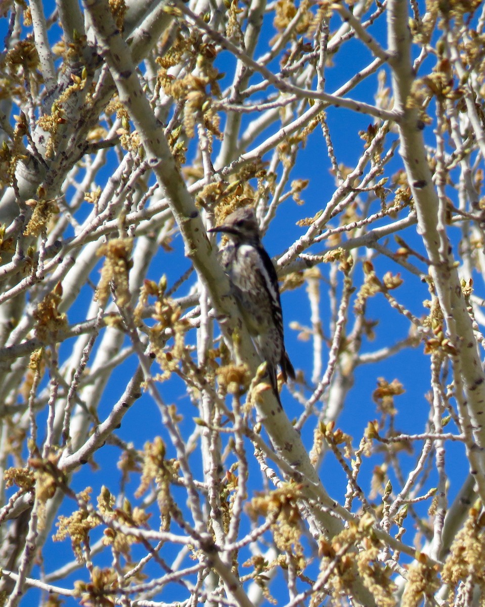 Yellow-bellied Sapsucker - ML570005331