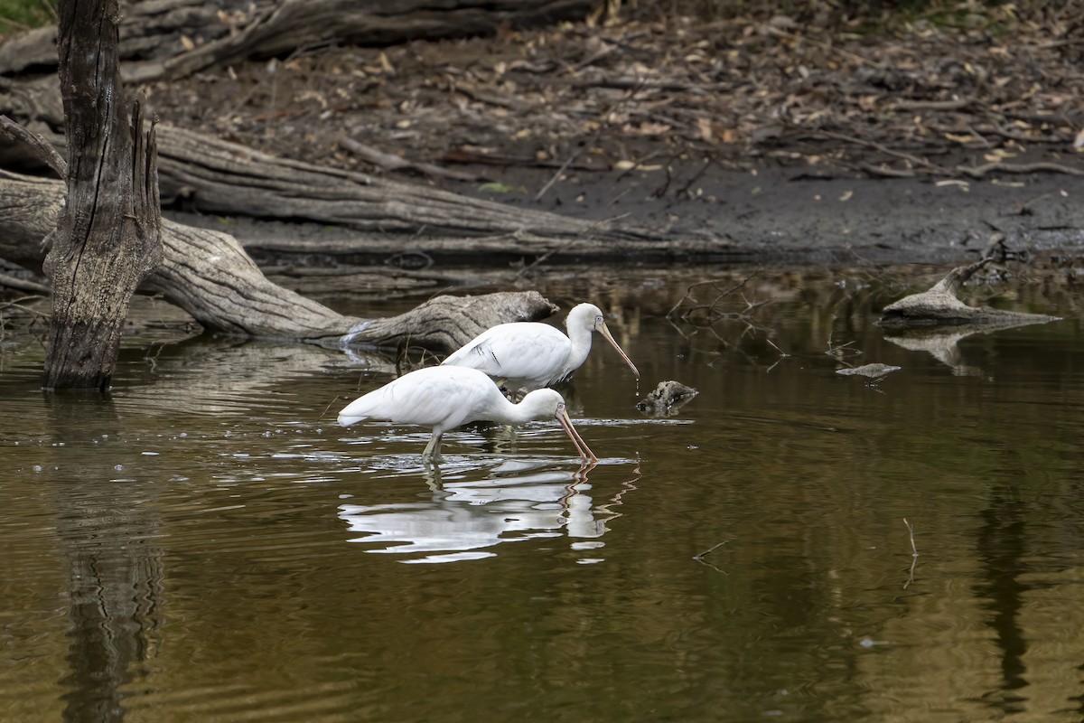 Yellow-billed Spoonbill - Greg Boreham