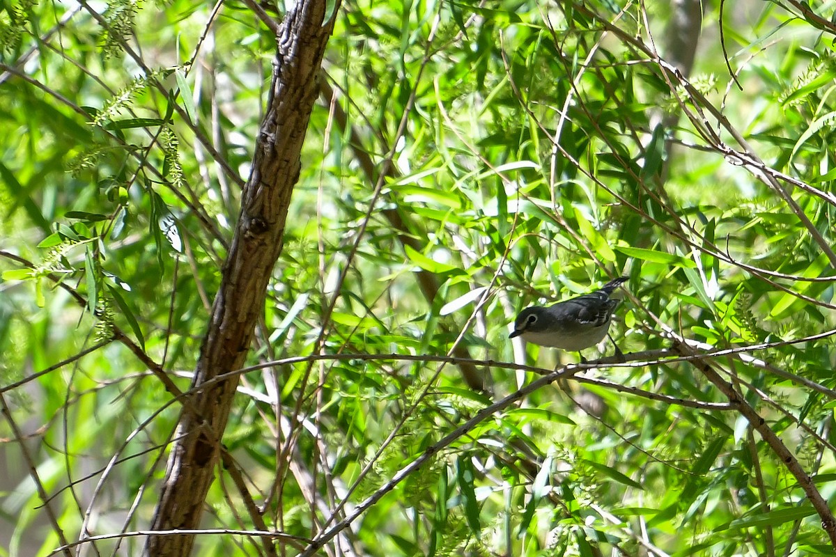 Vireo Plomizo - ML570006711