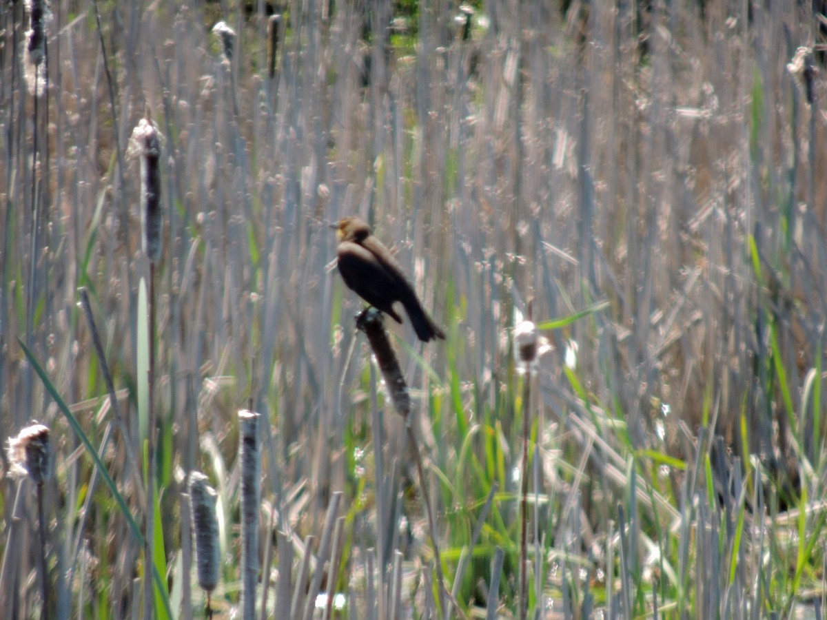 Yellow-headed Blackbird - ML570007171