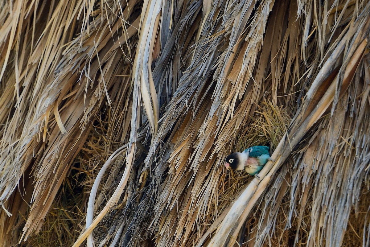 Yellow-collared Lovebird - ML570007341