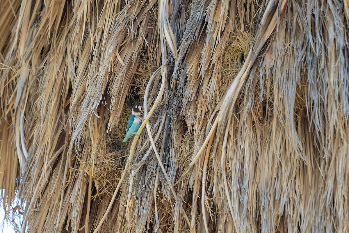 Yellow-collared Lovebird - ML570007361