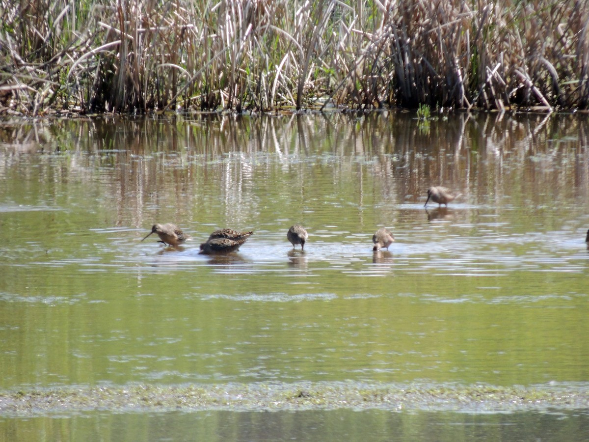 Long-billed Dowitcher - julian hwa