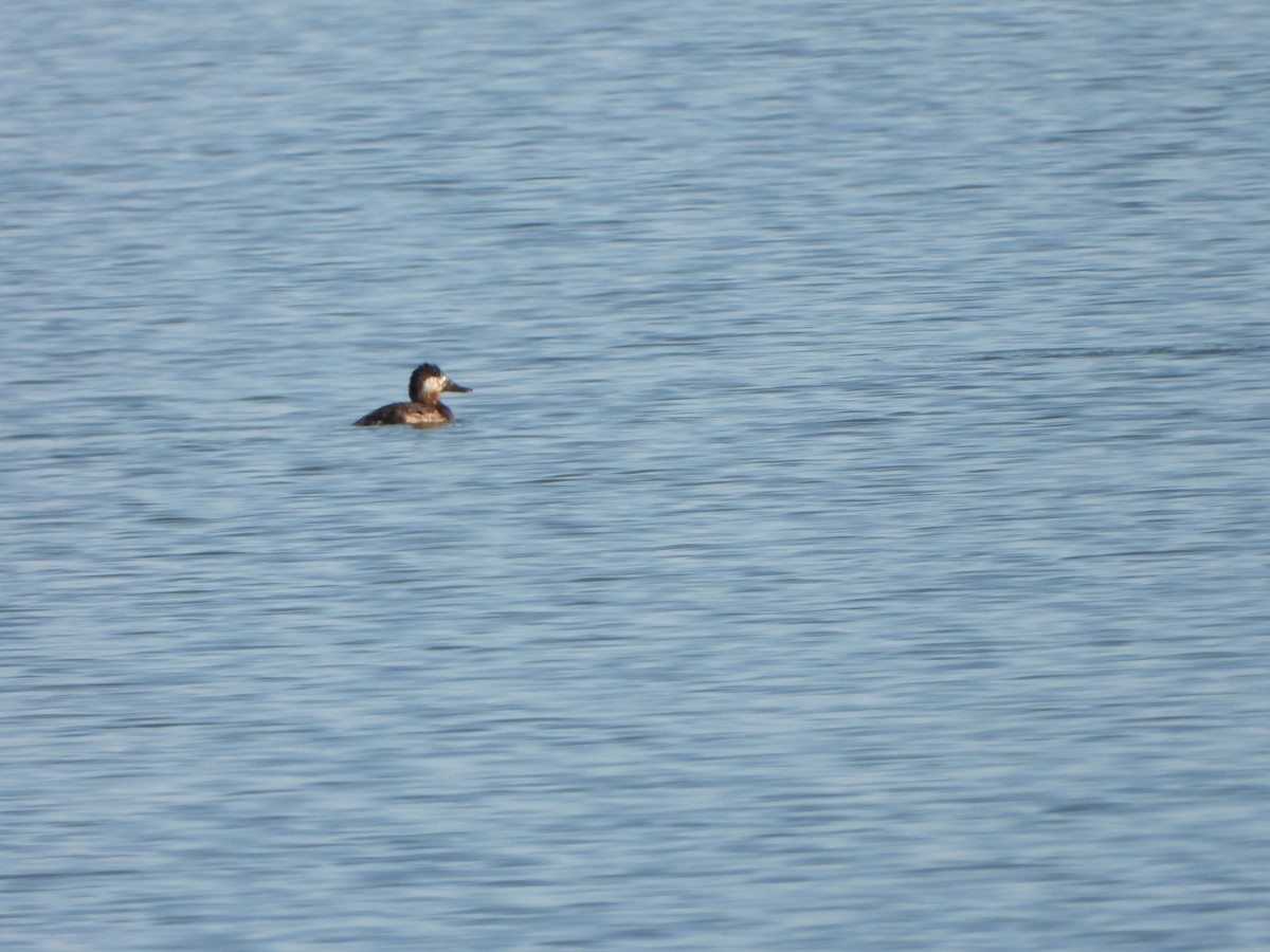 Ruddy Duck - ML570007541