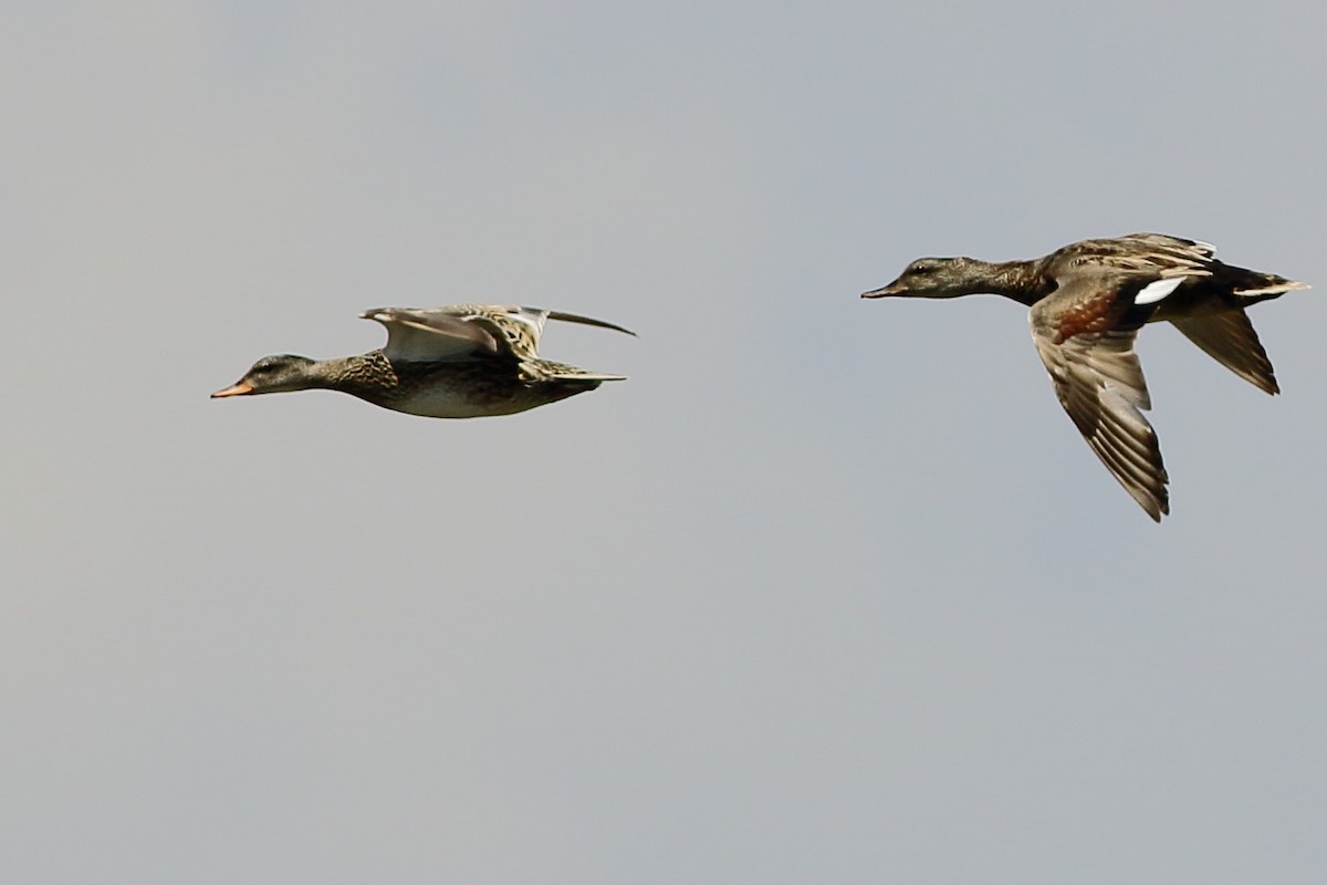 Gadwall - ML57000761