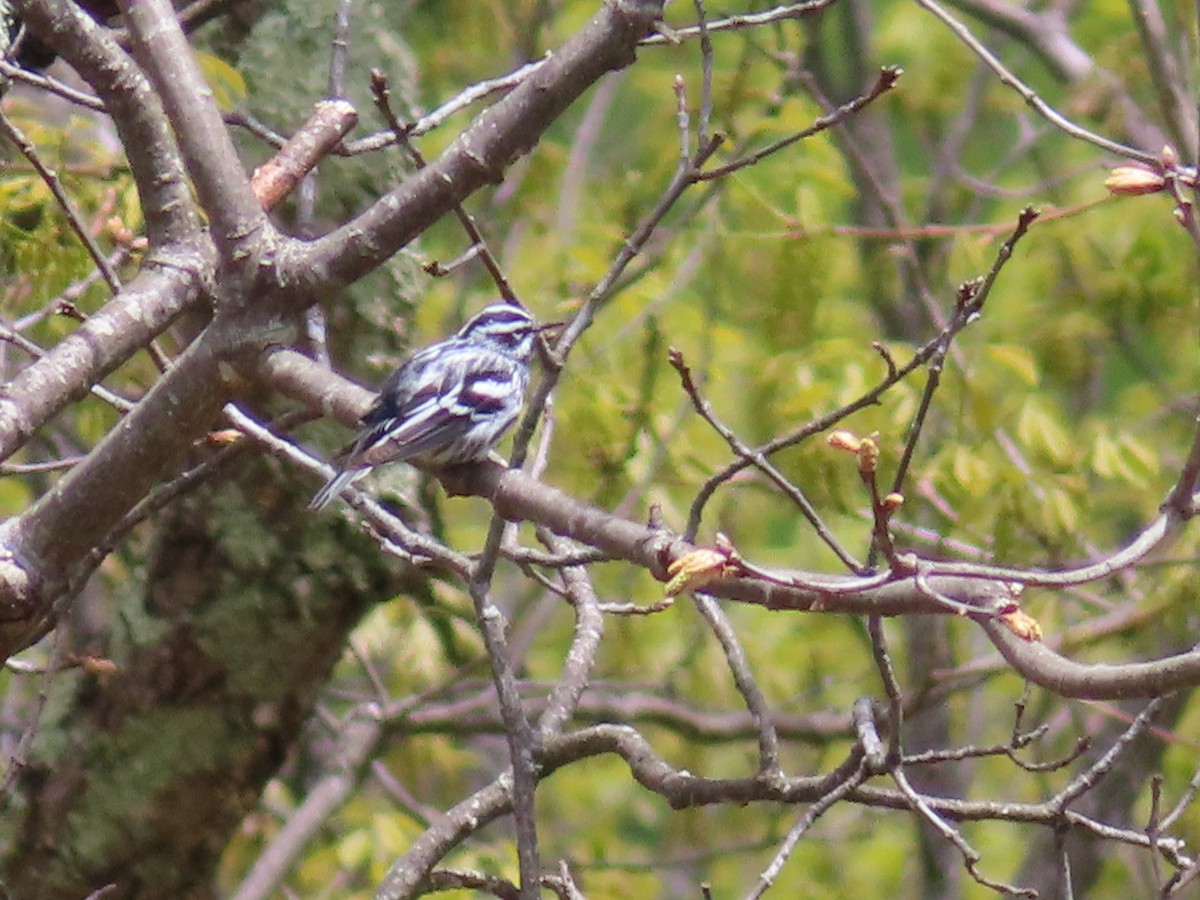 Black-and-white Warbler - ML570007991