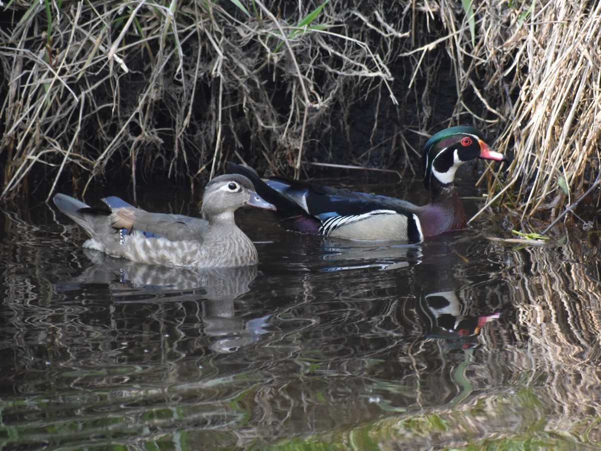 Wood Duck - ML570008031
