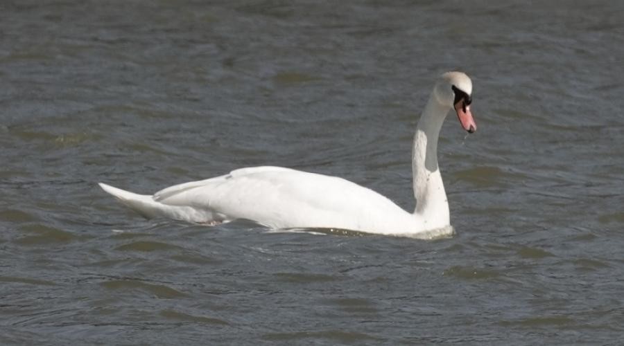 Mute Swan - ML570008161