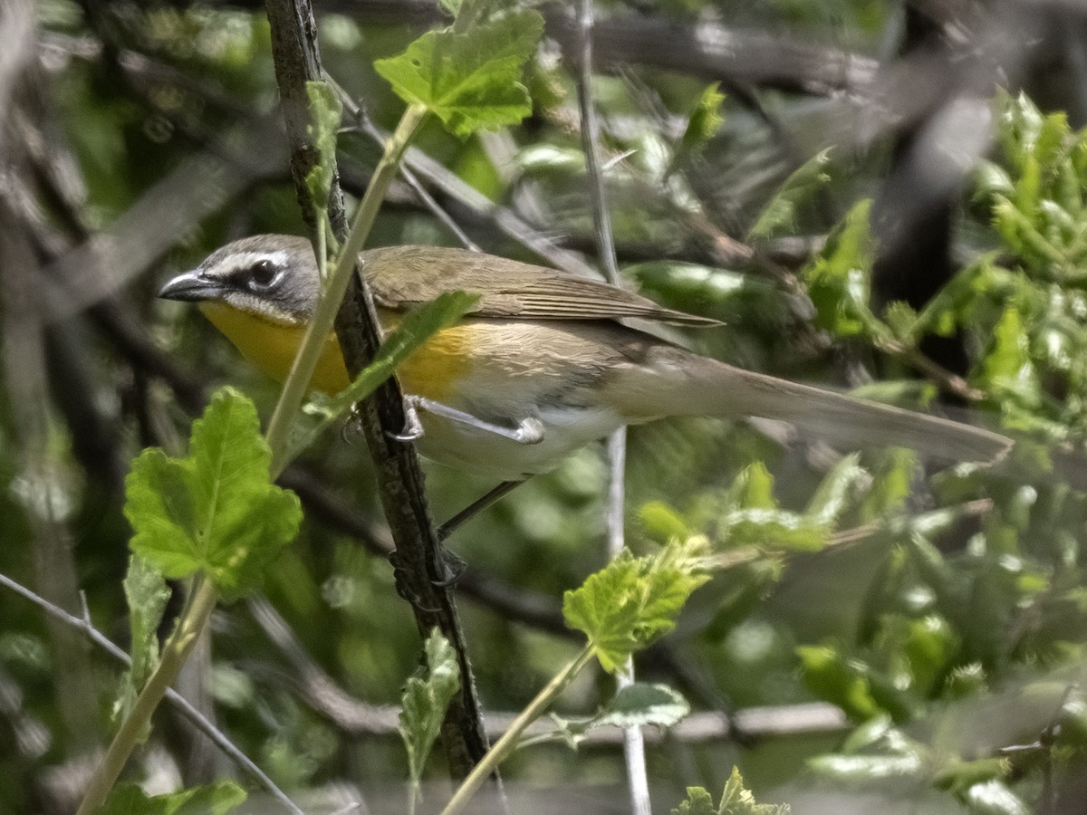 Yellow-breasted Chat - Robert Hamilton