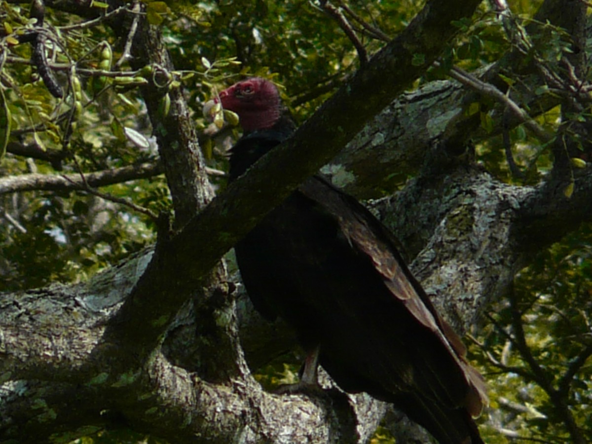 kondor krocanovitý (ssp. aura/septentrionalis) - ML570008671