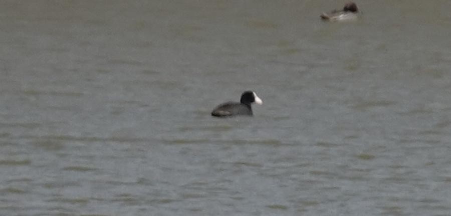 Eurasian Coot - ML570008681