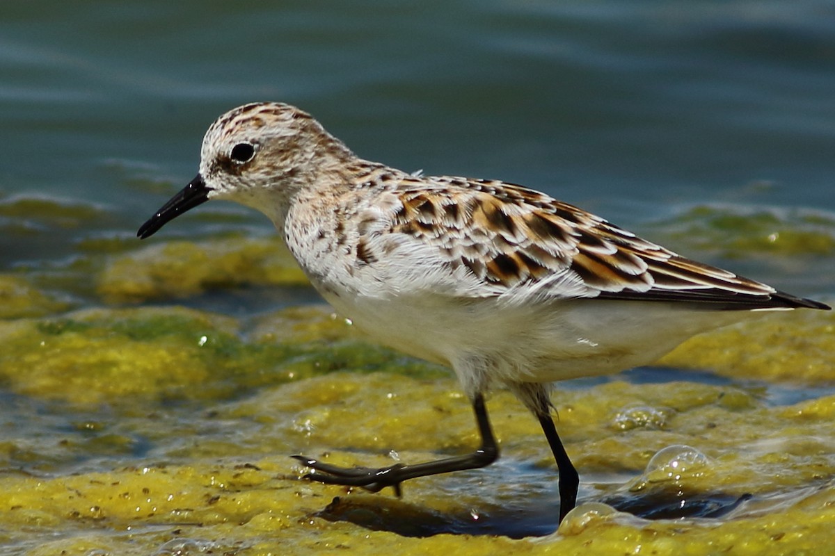 Little Stint - ML57000901