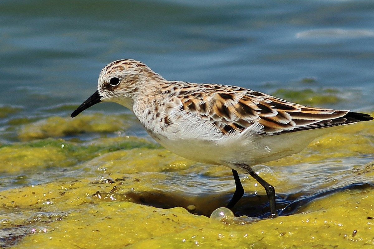 Little Stint - ML57000921