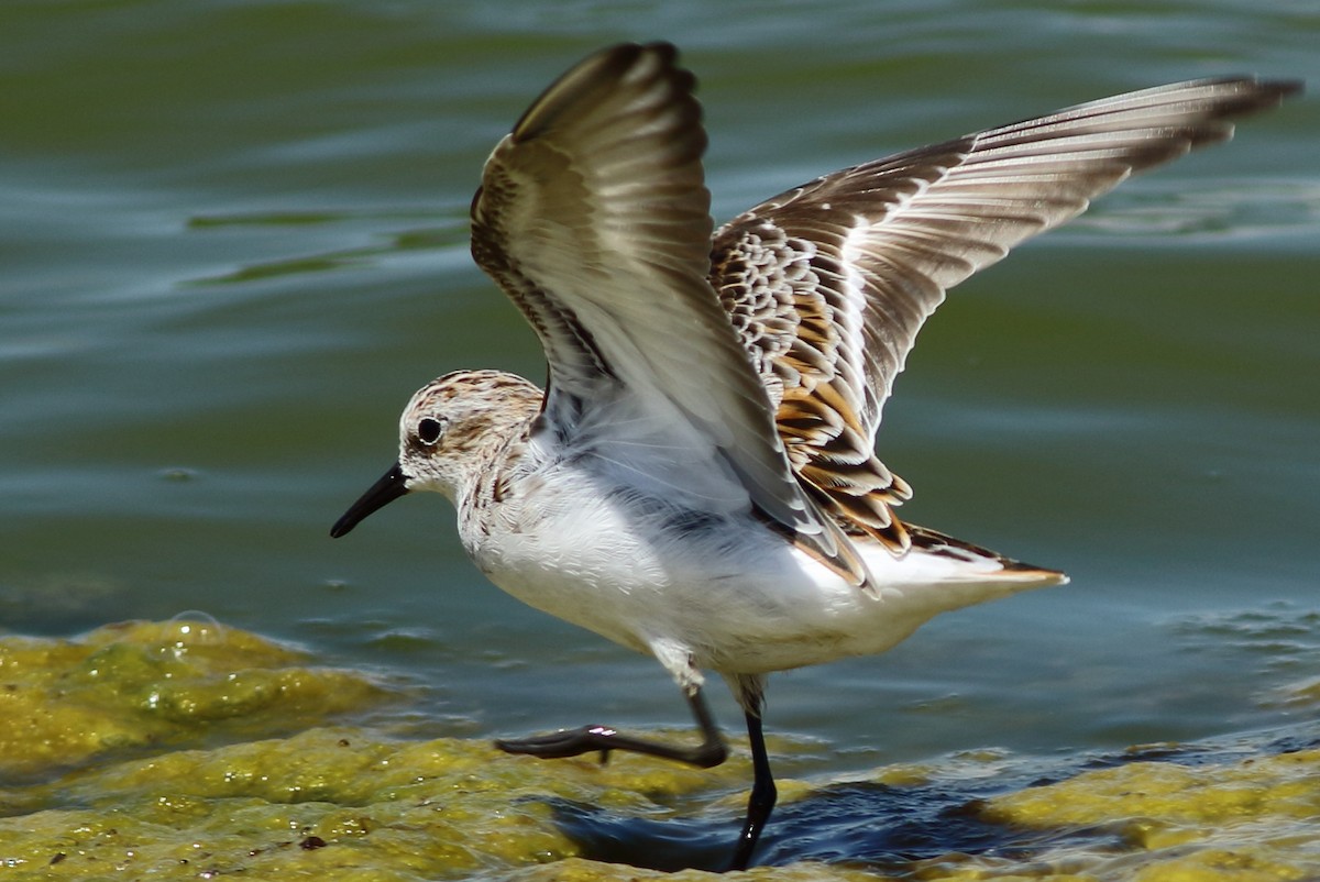 Little Stint - ML57000961