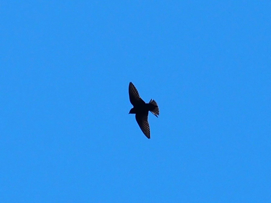 Purple Martin - ML570009631