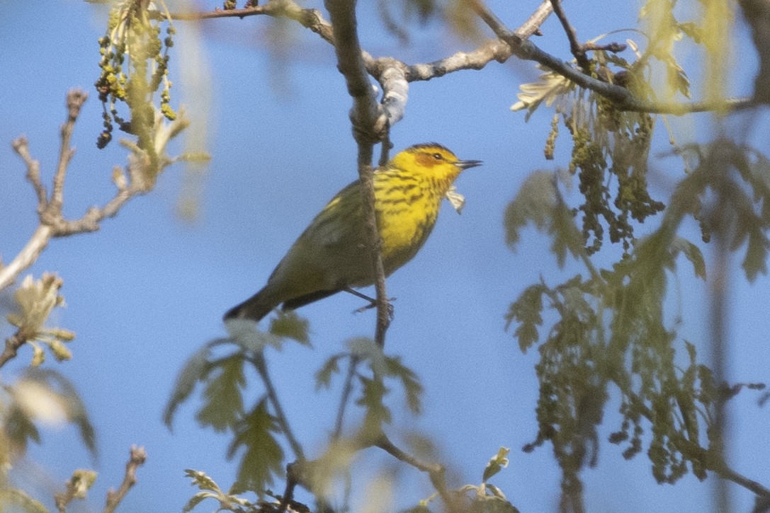 Cape May Warbler - ML570009701