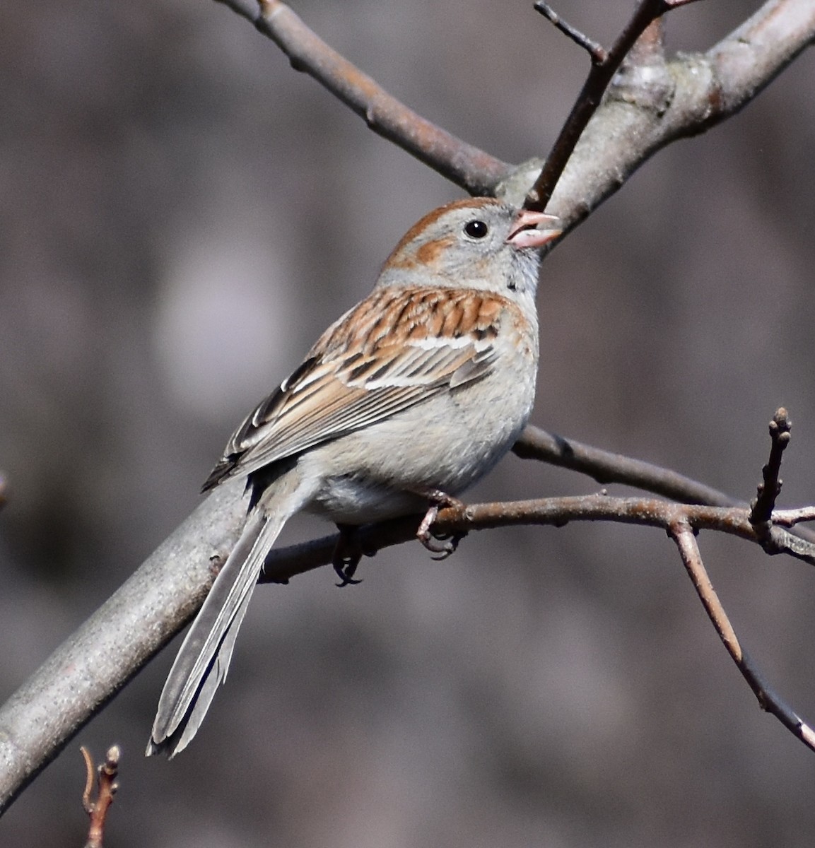 Field Sparrow - ML570009861
