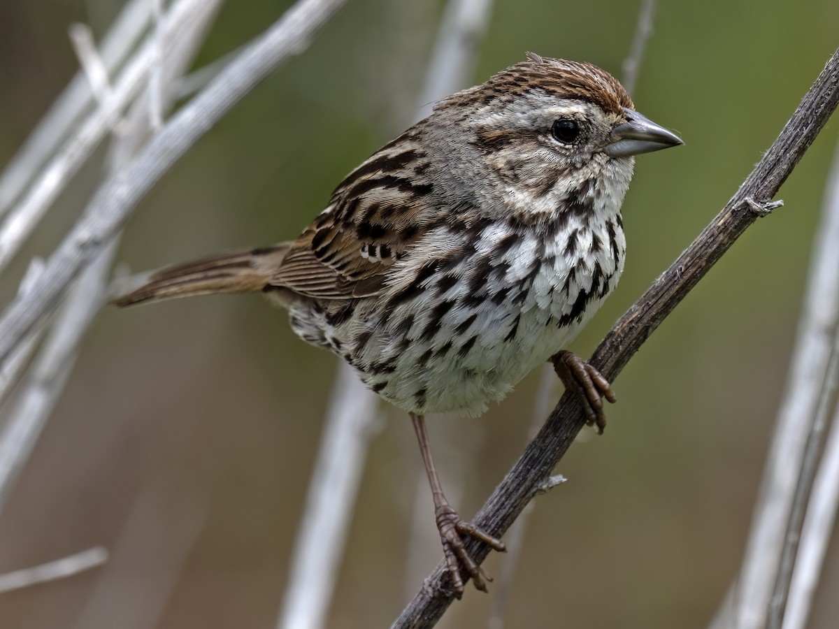 Song Sparrow - ML570010091