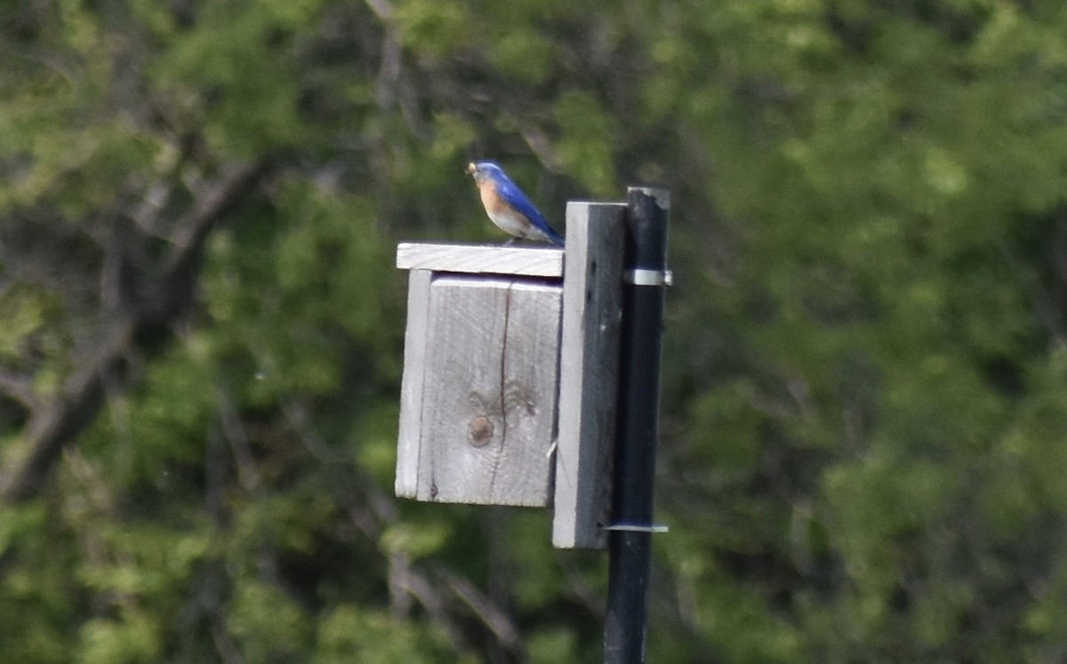 Eastern Bluebird - ML570010271