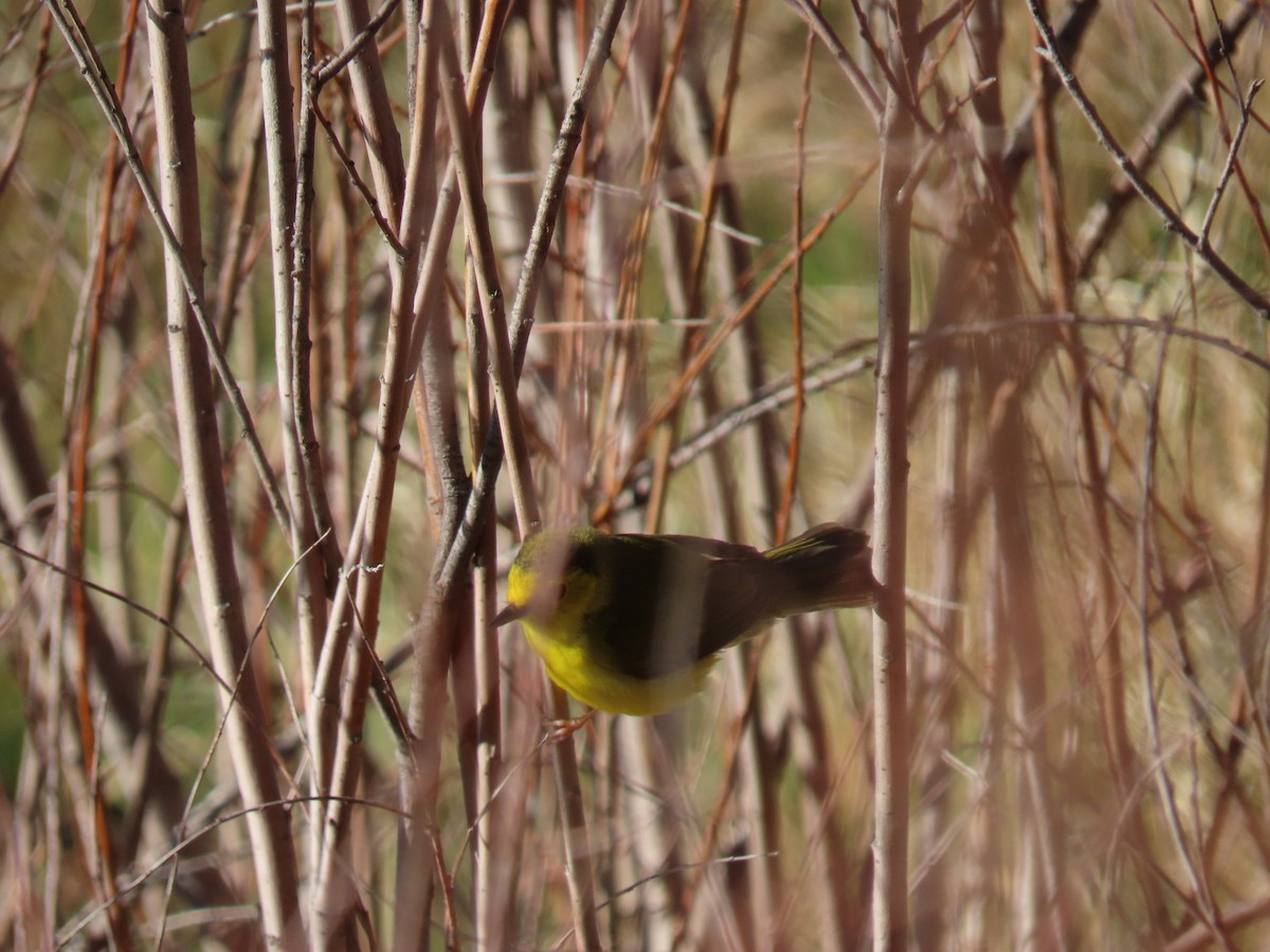 Hooded Warbler - ML570010341
