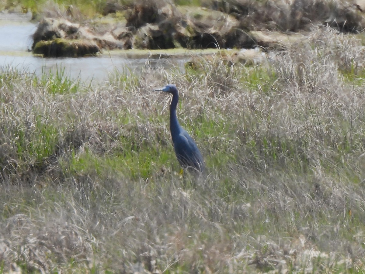 Little Blue Heron - ML570010511