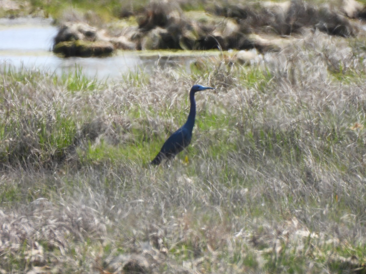 Little Blue Heron - ML570010531