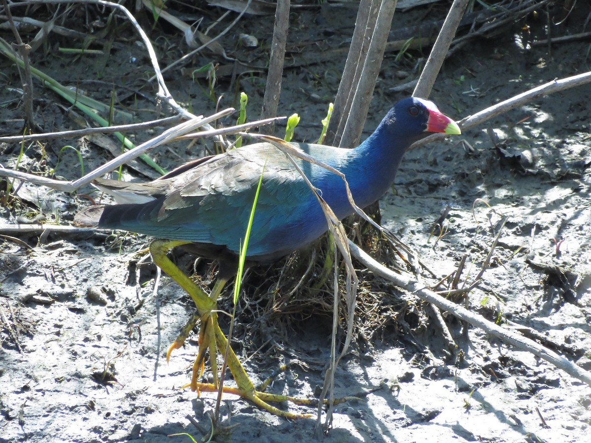 Purple Gallinule - ML570010571