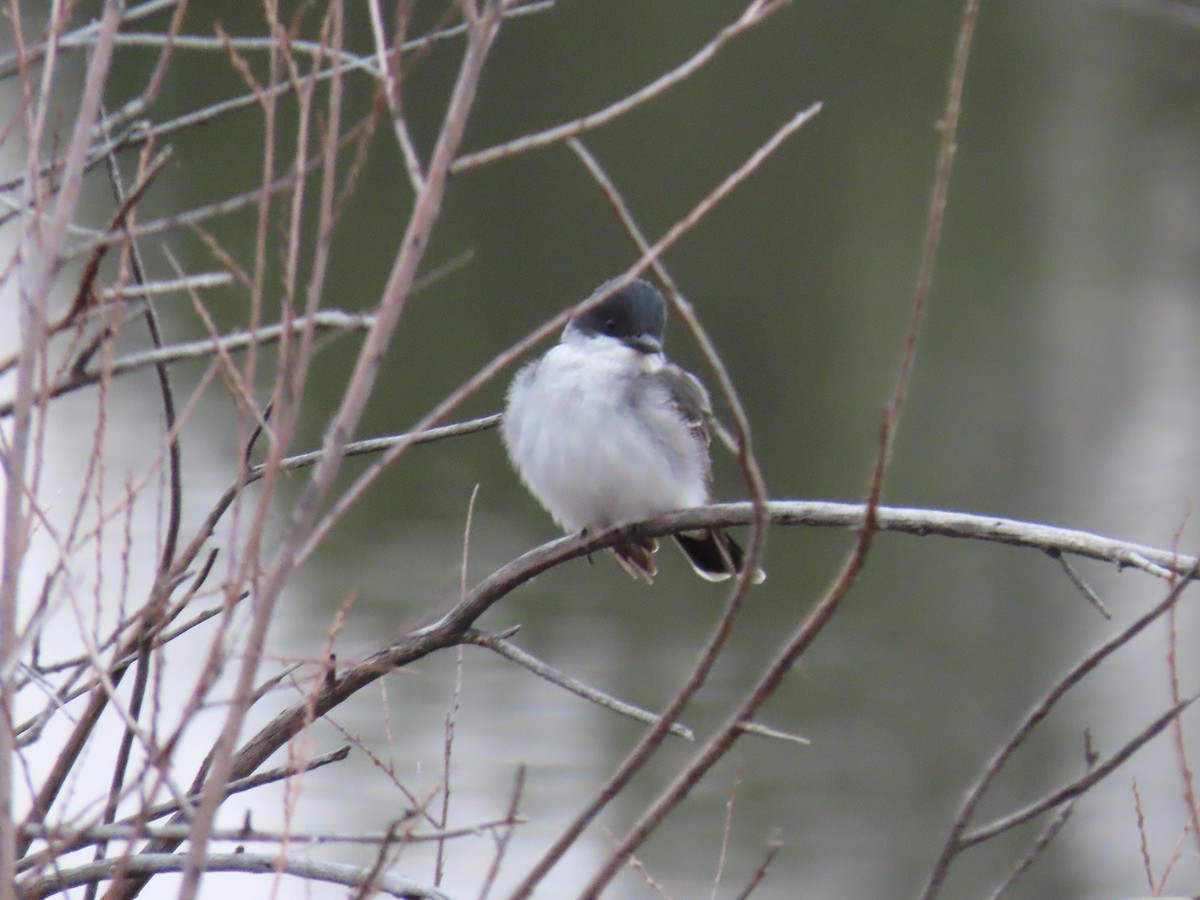 Eastern Kingbird - ML570010671