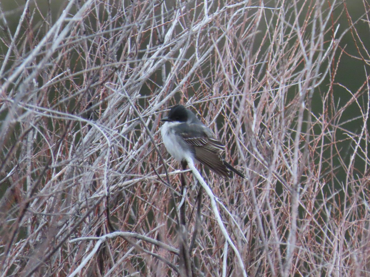Eastern Kingbird - ML570010681