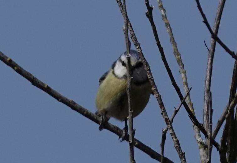 Eurasian Blue Tit - ML570010781