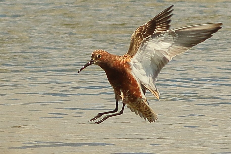 Curlew Sandpiper - ML57001101