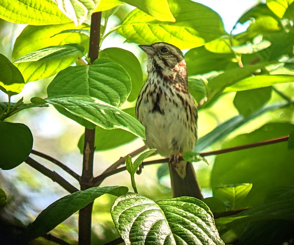 Song Sparrow - ML570011151