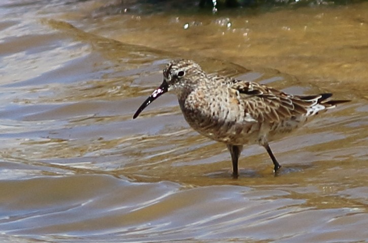 Curlew Sandpiper - ML57001121