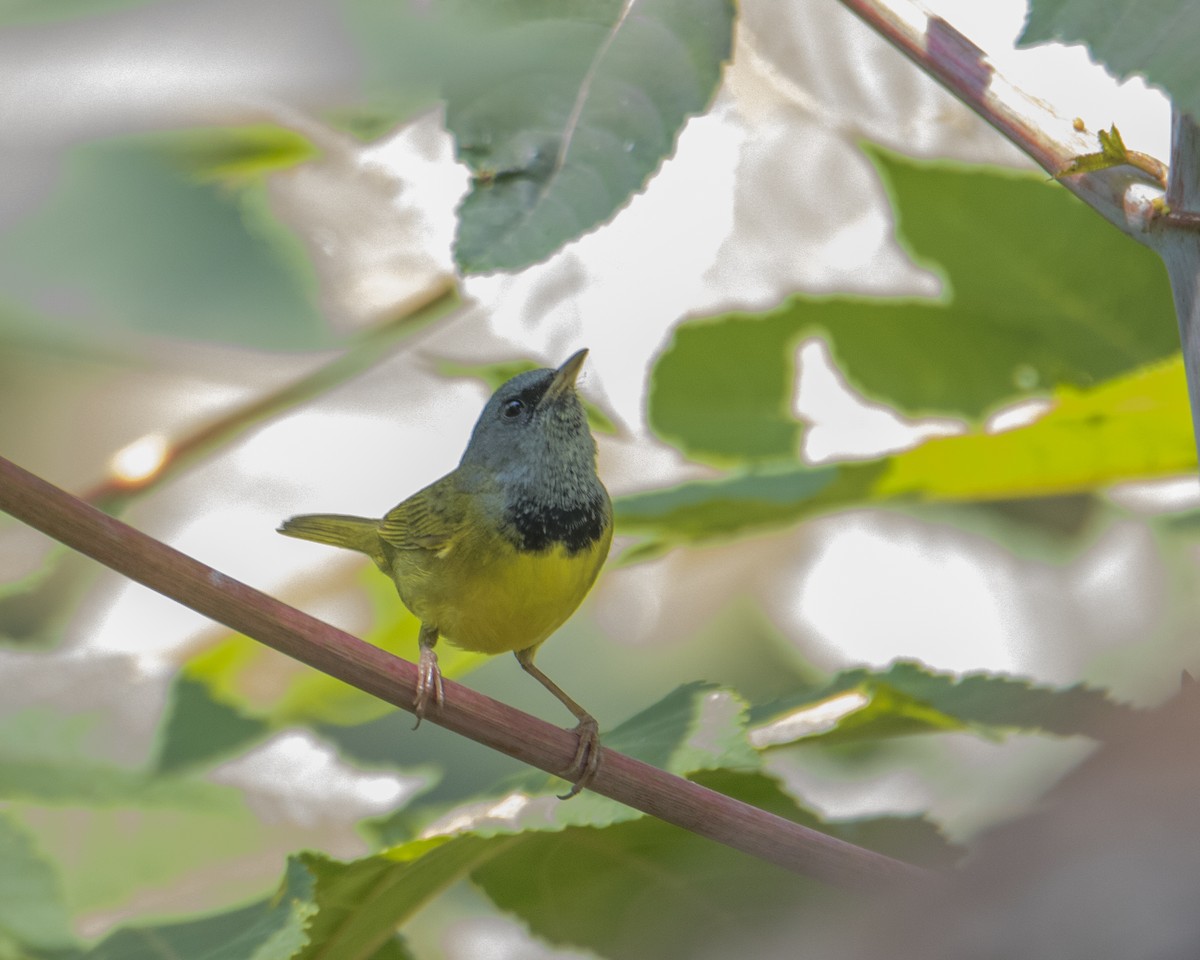Mourning Warbler - ML570011351