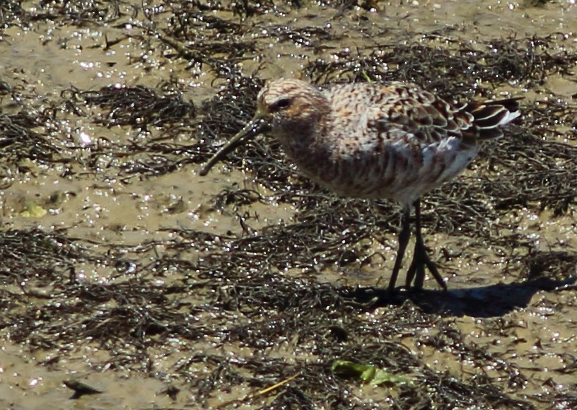 Curlew Sandpiper - ML57001141